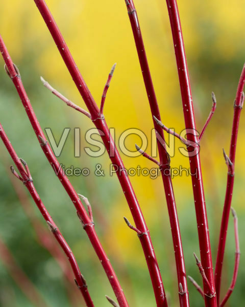 Cornus alba Miracle Cornus alba Miracle