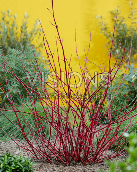 Cornus alba Miracle