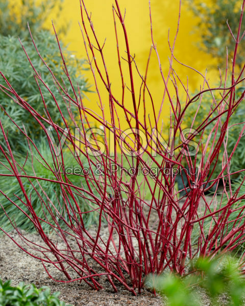 Cornus alba Miracle