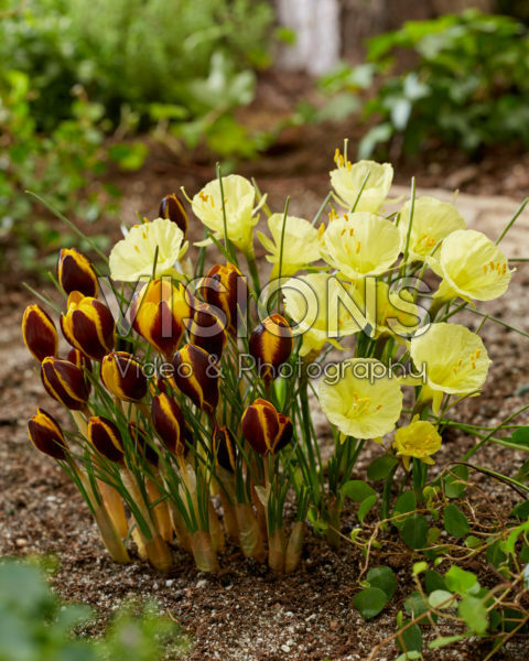 Narcissus Julia Jane, Crocus Queen Bee
