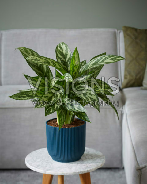 Aglaonema Tigres Aglaonema Tigres