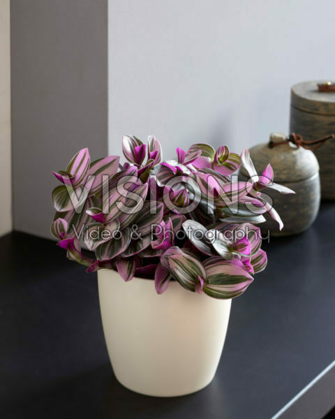 Tradescantia Nanouk Tradescantia Nanouk