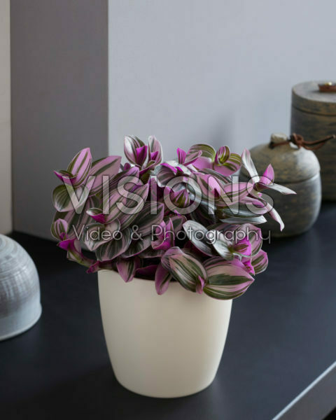 Tradescantia Nanouk