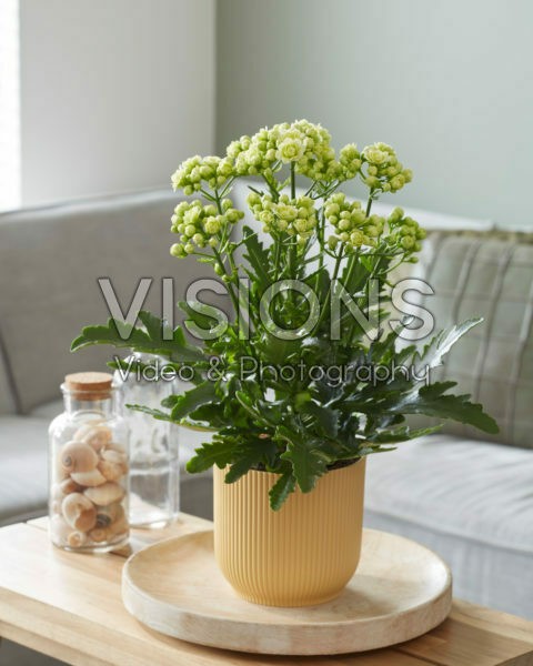 Kalanchoe blossfeldiana Sunny White Kalanchoe blossfeldiana Sunny White