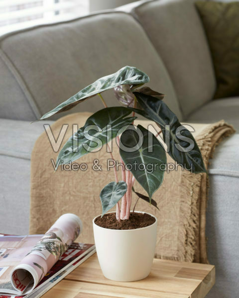Alocasia Pink Dragon Alocasia Pink Dragon