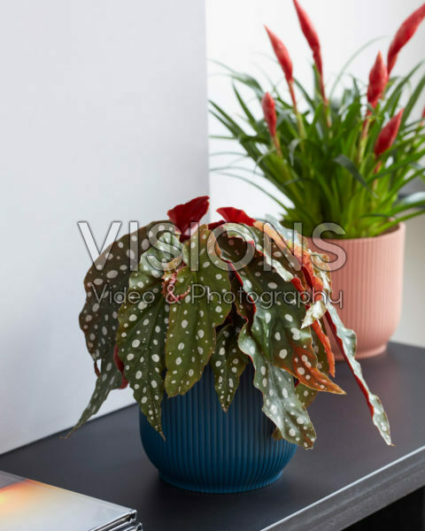 Begonia maculata Begonia maculata