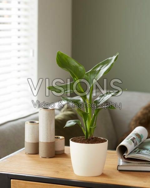 Strelitzia reginae 