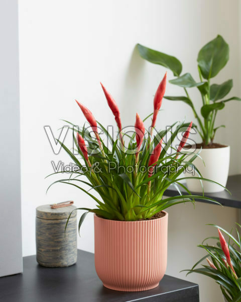 Vriesea multiflower Astrid