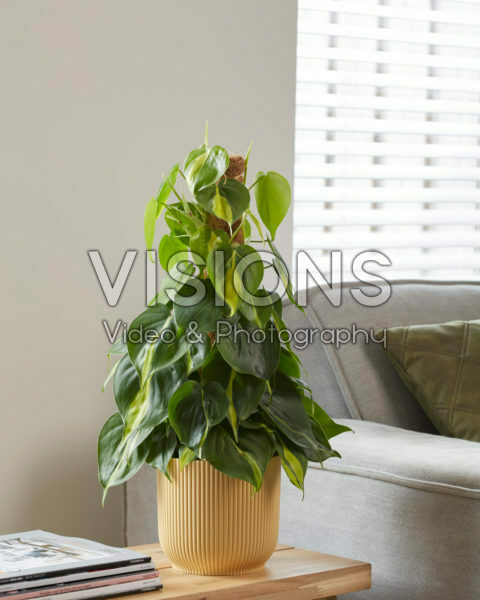 Philodendron scandens Brasil Philodendron scandens Brasil