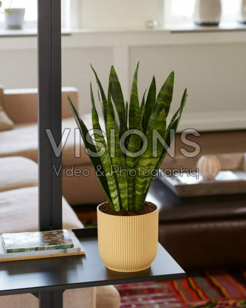 Sansevieria trifasciata Black Coral Sansevieria trifasciata Black Coral