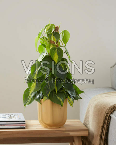 Philodendron scandens Brasil
