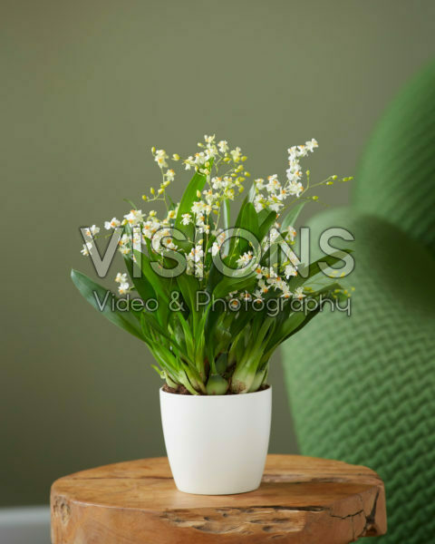 Oncidium Twinkle Jasmine Oncidium Twinkle Jasmine
