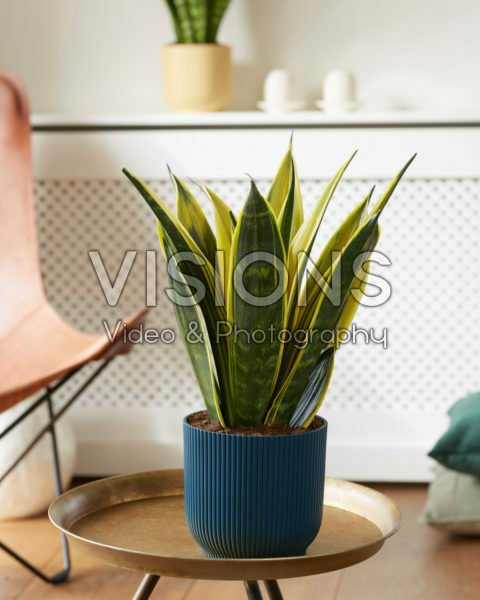 Sansevieria trifasciata Golden Flame Sansevieria trifasciata Golden Flame