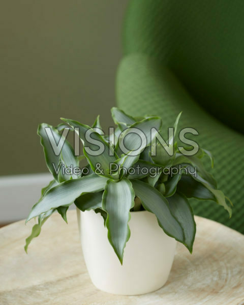 Murdannia loriformus Bright Star Murdannia loriformus Bright Star