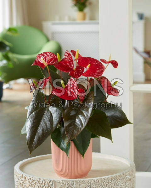 Anthurium Coral Champion Anthurium Coral Champion
