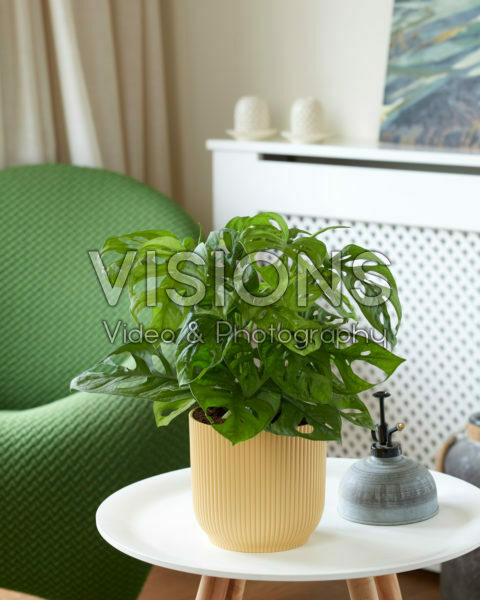 Monstera Monkey Mask Monstera Monkey Mask