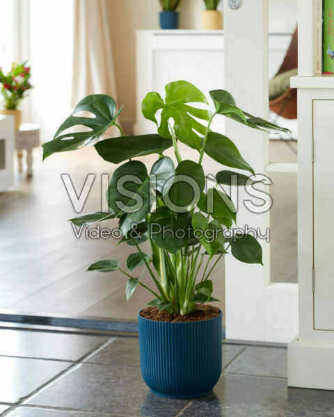 Monstera deliciosa Monstera deliciosa