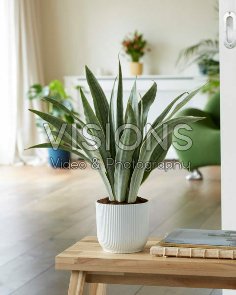 Sansevieria trifasciata Metallica Sansevieria trifasciata Metallica