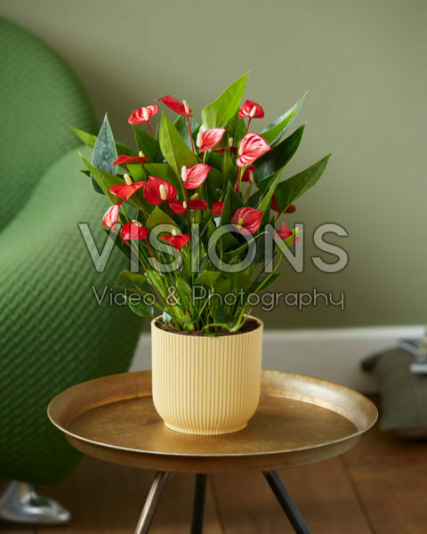 Anthurium andreanum Million Flowers