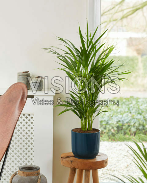 Dypsis lutescens Dypsis lutescens