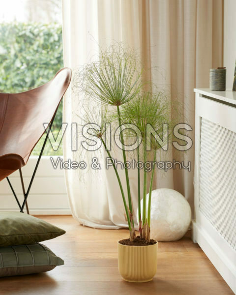 Cyperus papyrus Cyperus papyrus