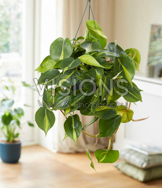 Philodendron scandens Brasil