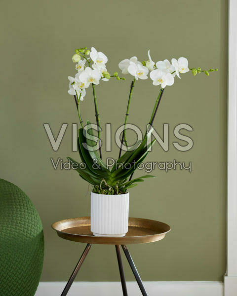 Phalaenopsis Theatro Phalaenopsis Theatro