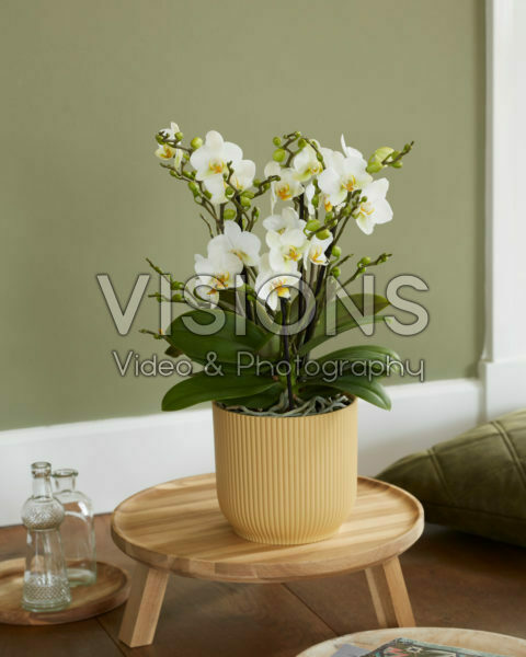 Phalaenopsis Bellissimo Bella Phalaenopsis Bellissimo Bella