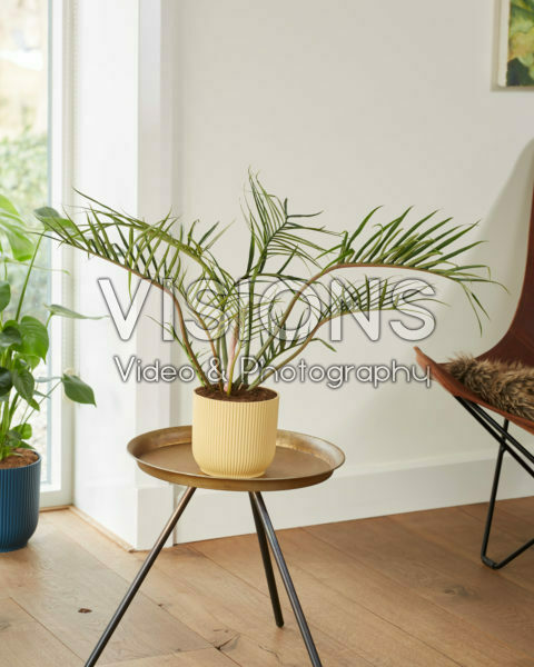 Philodendron bipinnatifidum Philodendron bipinnatifidum