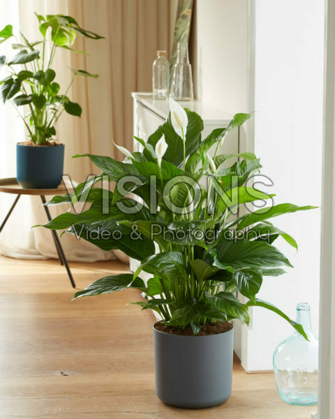 Spathiphyllum Sweet Lauretta Spathiphyllum Sweet Lauretta