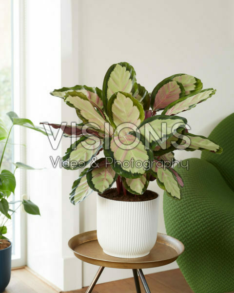Calathea Silvia