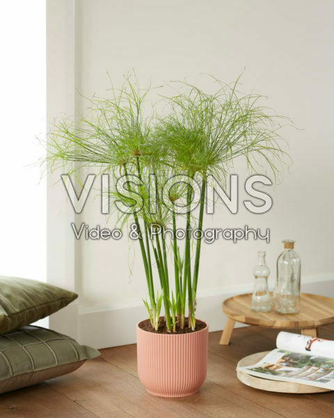 Cyperus papyrus Nofretete Cyperus papyrus Nofretete