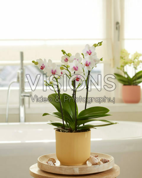 Phalaenopsis Boquetto Passione Phalaenopsis Boquetto Passione