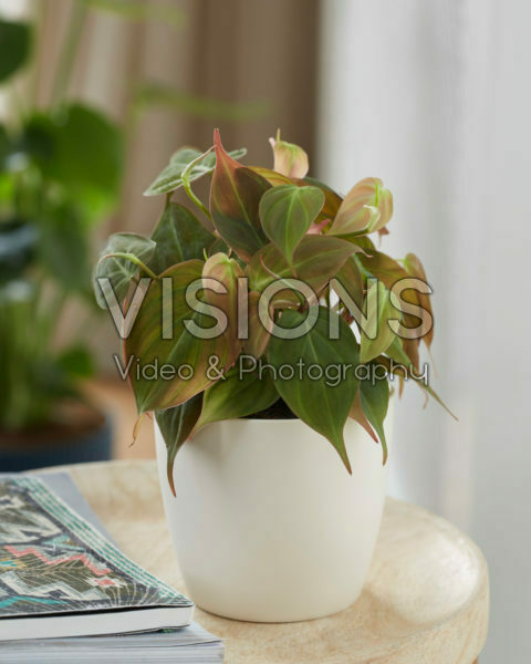 Philodendron scandens Micans Philodendron scandens Micans
