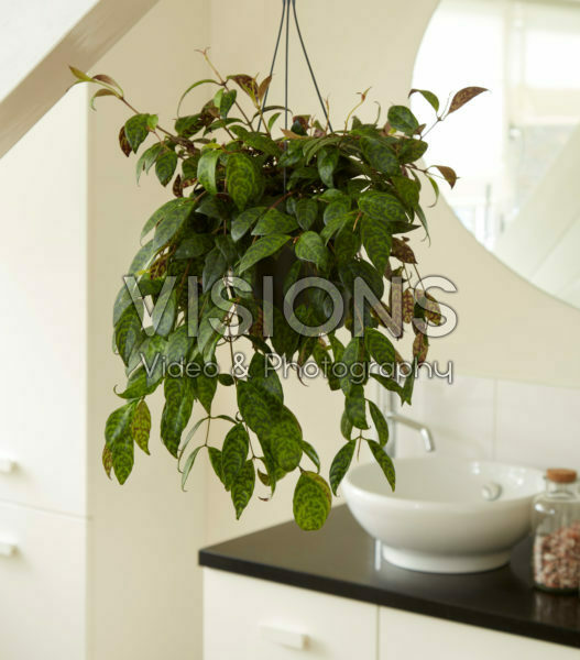 Aeschynanthus longicaulis Aeschynanthus longicaulis
