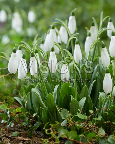 Galanthus elwesii Mount Everest® Galanthus elwesii Mount Everest®
