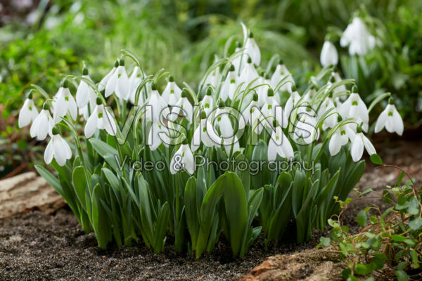 Galanthus elwesii Mount EverestĀ® Galanthus elwesii Mount EverestĀ®