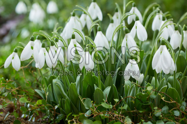 Galanthus elwesii Mount EverestĀ® Galanthus elwesii Mount EverestĀ®
