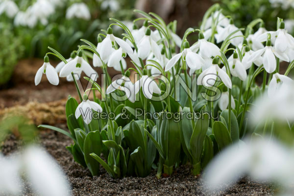 Galanthus elwesii Mount Everest® Galanthus elwesii Mount Everest®