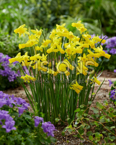 Narcissus Little Emma Narcissus Little Emma