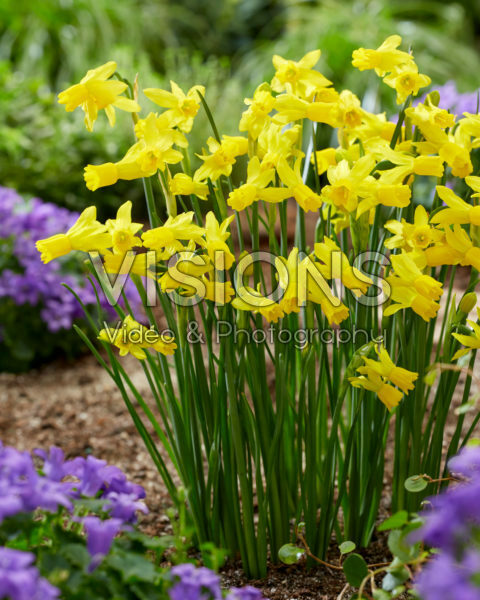 Narcissus Little Emma