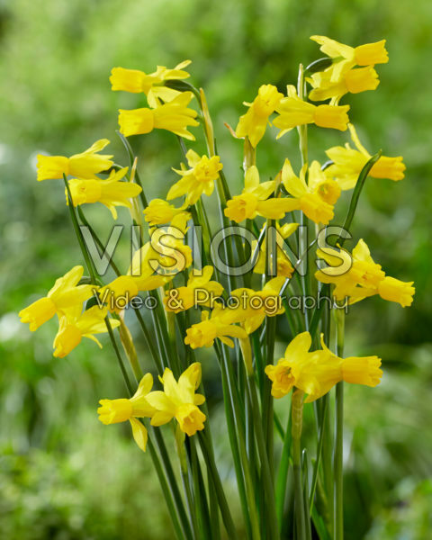Narcissus Little Emma Narcissus Little Emma