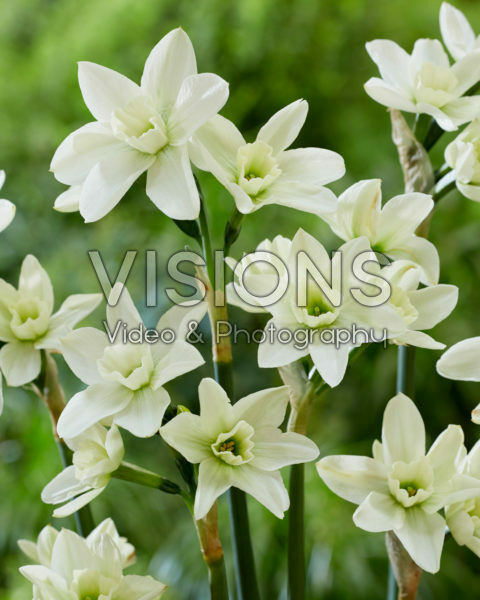 Narcissus Polar Hunter Narcissus Polar Hunter