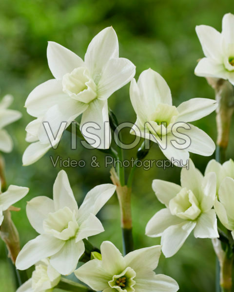 Narcissus Polar Hunter Narcissus Polar Hunter