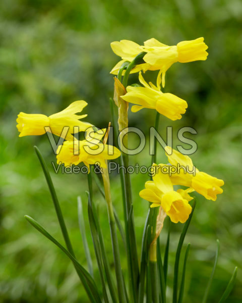 Narcissus Little Emma Narcissus Little Emma