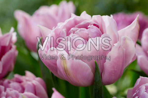 Tulipa Katinka Tulipa Katinka
