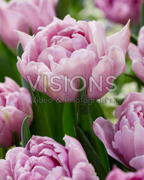 Tulipa Katinka Tulipa Katinka