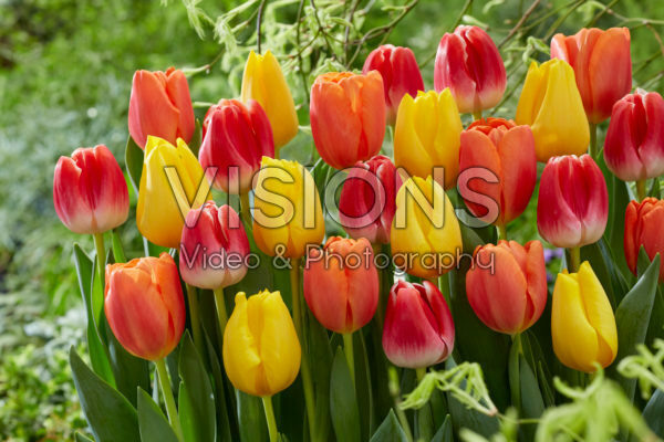Tulipa Golden Ticket, Time Out, With Love