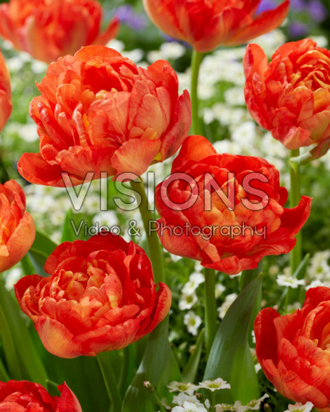 Tulipa Kiteman Tulipa Kiteman