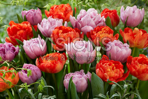 Tulipa Katinka, Kiteman Tulipa Katinka, Kiteman